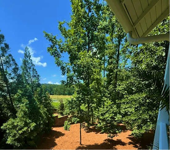 Tree & Shrub Care-img